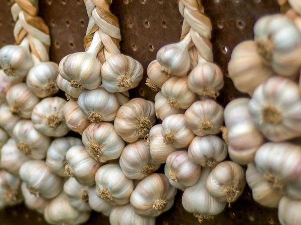 How to store garlic after digging at home