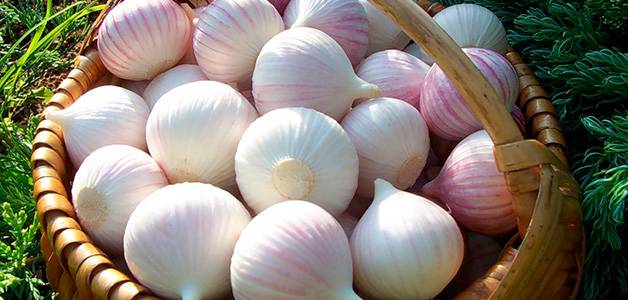 How to store garlic in the apartment 