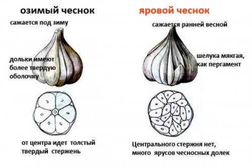 How to store garlic in the apartment 