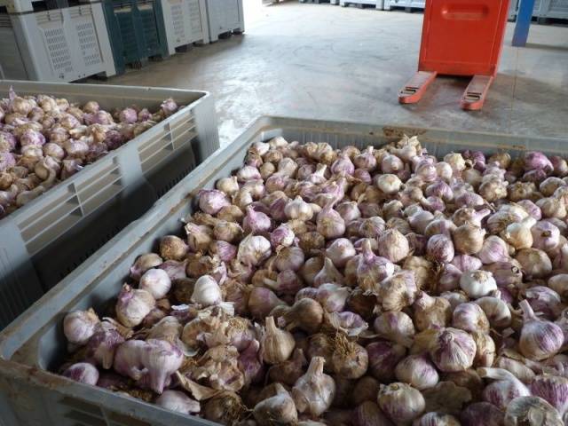 How to store garlic so that it does not dry out 