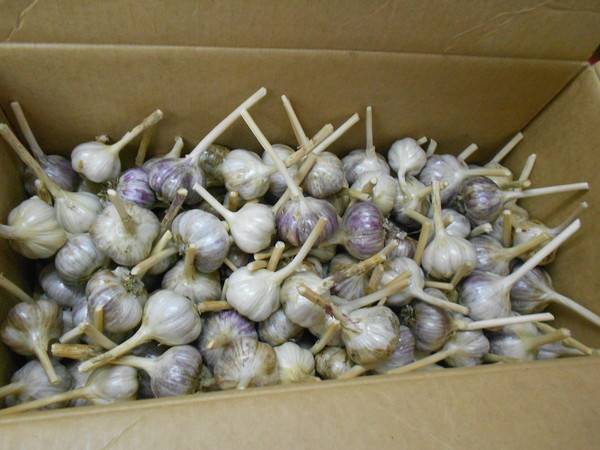 How to store garlic so that it does not dry out 