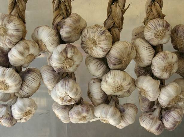 How to store garlic so that it does not dry out 