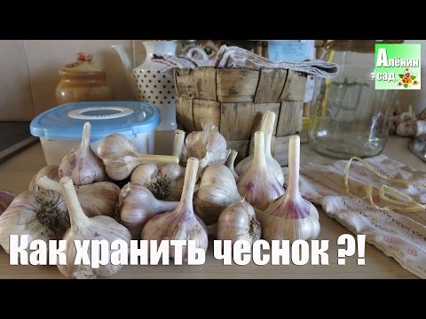 How to store garlic so that it does not dry out 