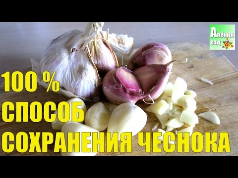 How to store garlic so that it does not dry out 