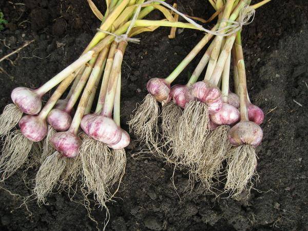 How to store garlic so that it does not dry out 