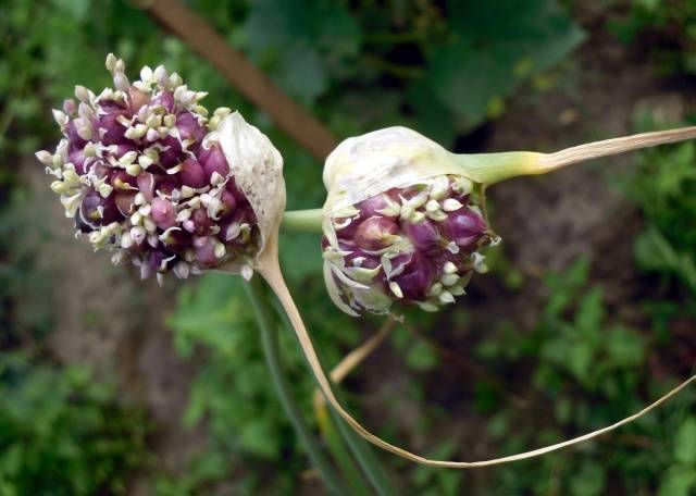 How to store garlic so that it does not dry out 