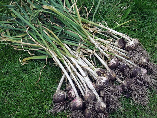 How to store garlic so that it does not dry out 