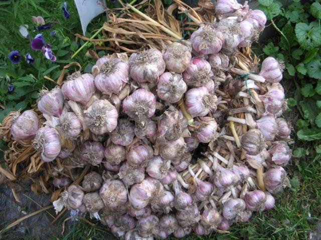 How to store garlic so that it does not dry out 