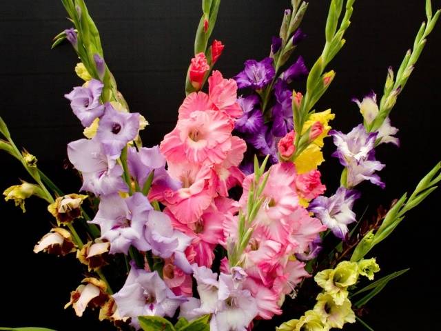 How to store gladiolus bulbs at home 