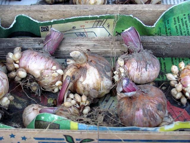 How to store gladiolus bulbs at home 