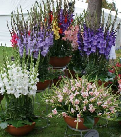 How to store gladiolus bulbs at home 