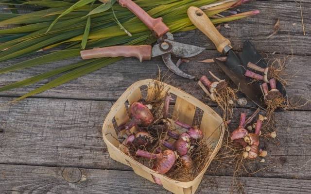 How to store gladiolus bulbs at home 