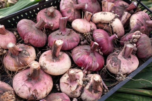 How to store gladiolus bulbs at home 