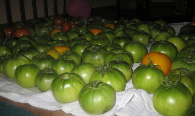 How to store green tomatoes so they turn red