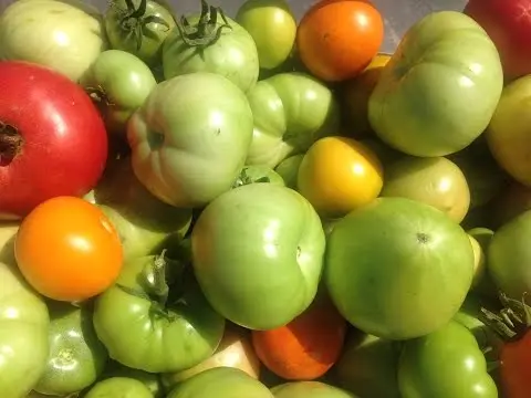 How to store green tomatoes so they turn red