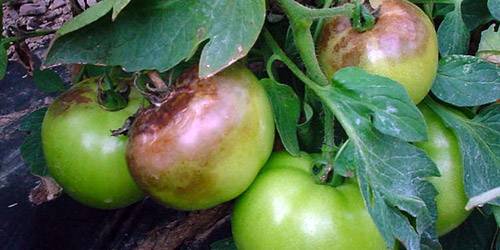 How to store green tomatoes so they turn red at home