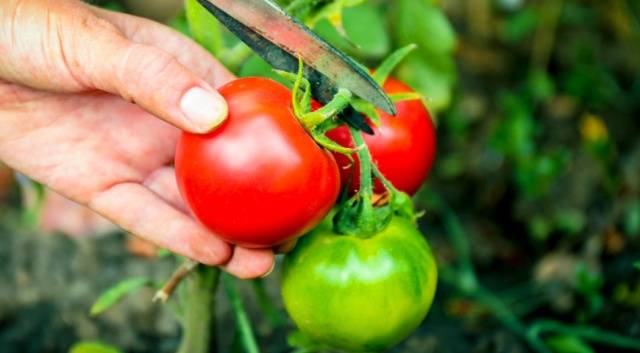 How to store green tomatoes so they turn red at home