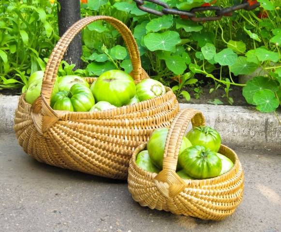 How to store green tomatoes so they turn red at home