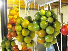 How to store green tomatoes so they turn red at home