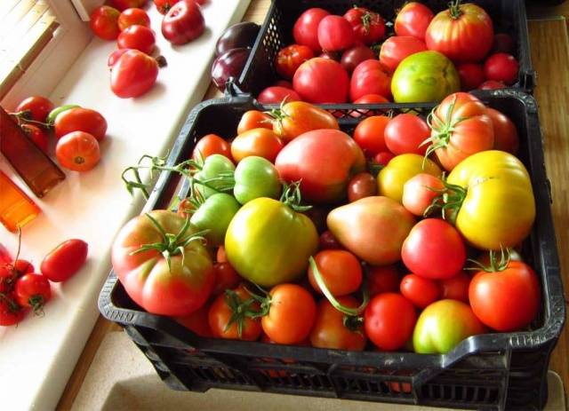 How to store green tomatoes so they turn red at home