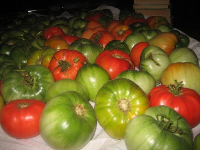 How to store green tomatoes so they turn red at home