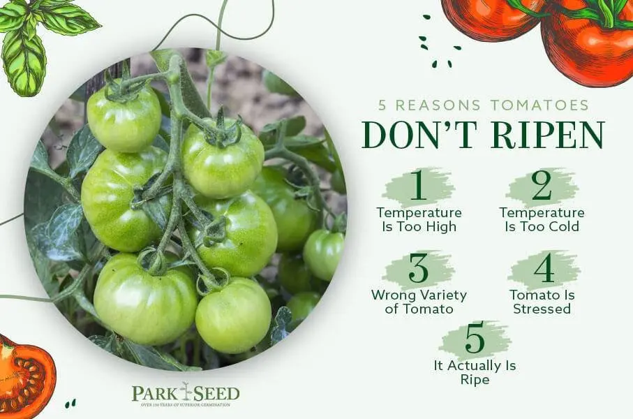 How to store green tomatoes so they turn red