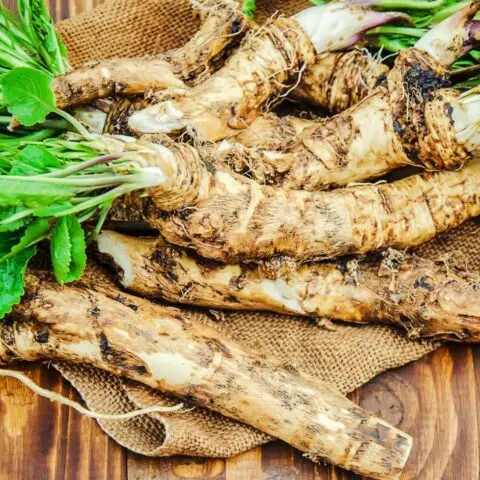 How to store horseradish at home: in winter, peeled, in the refrigerator