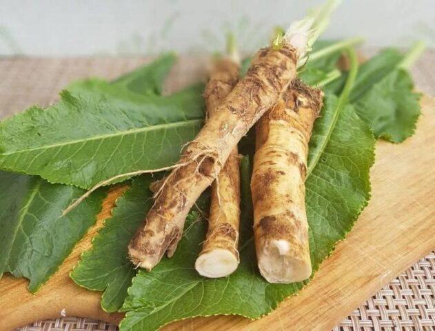 How to store horseradish at home: in winter, peeled, in the refrigerator