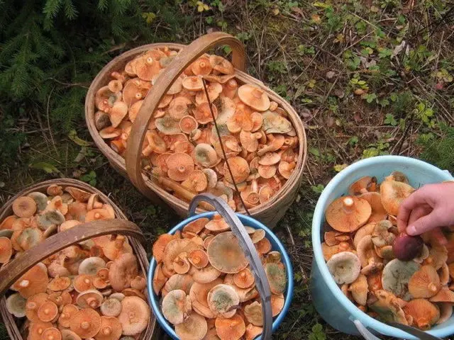 How to store mushrooms after harvest and for the winter