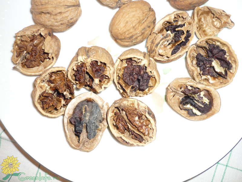 How to store nuts at home: follow grandmothers advice