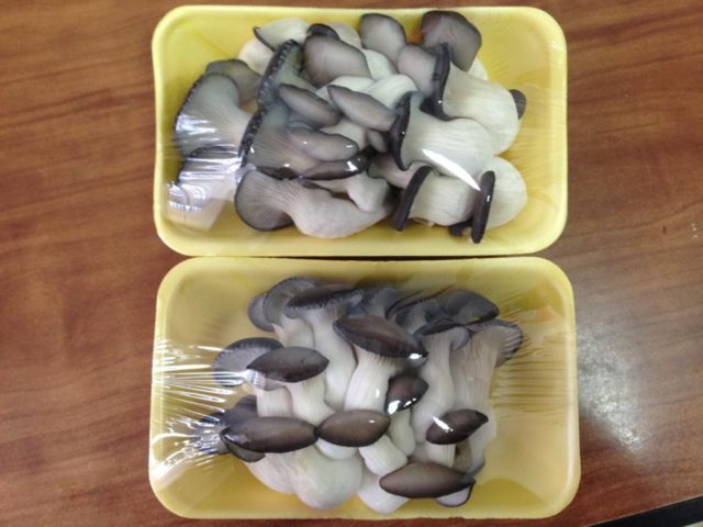 How to store oyster mushrooms in the refrigerator