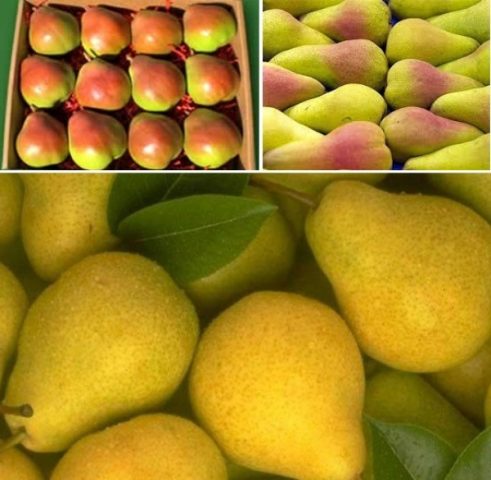 How to store pears at home