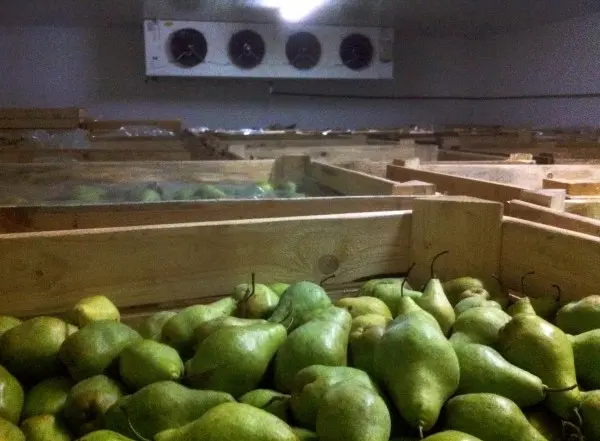 How to store pears at home