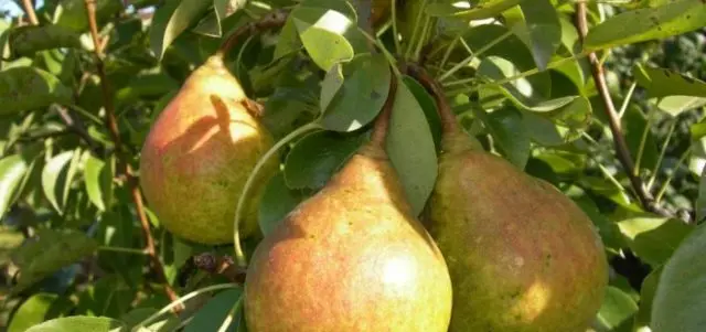 How to store pears at home