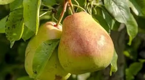 How to store pears at home