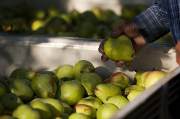 How to store pears at home