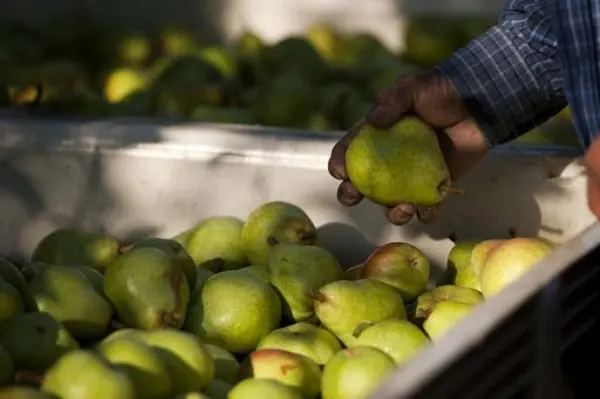 How to store pears at home