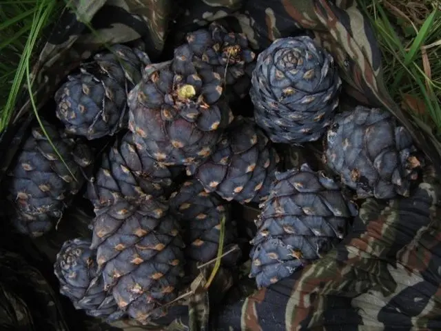 How to store pine nuts peeled and in cones