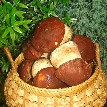 How to store porcini mushrooms after harvest and for the winter