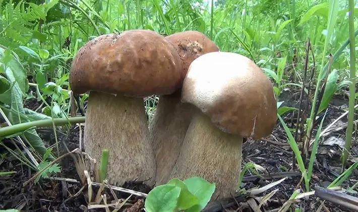 How to store porcini mushrooms after harvest and for the winter