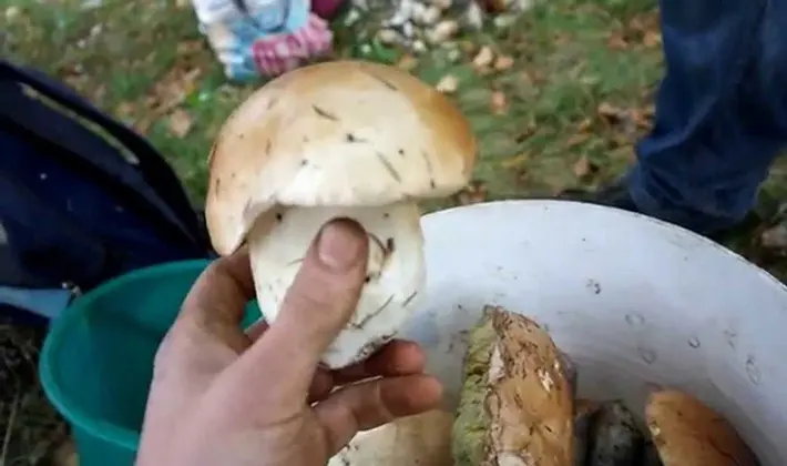 How to store porcini mushrooms after harvest and for the winter