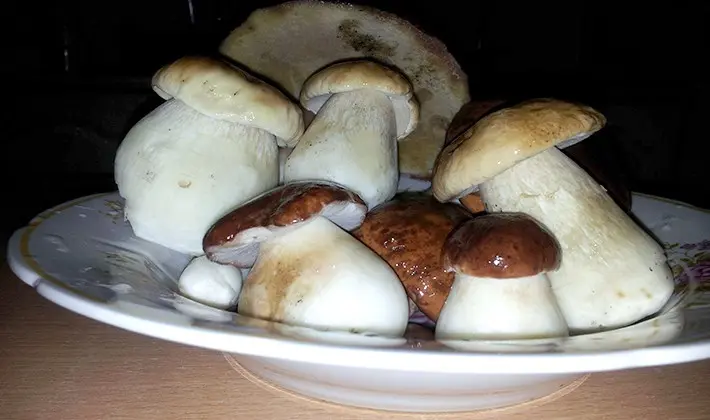 How to store porcini mushrooms after harvest and for the winter