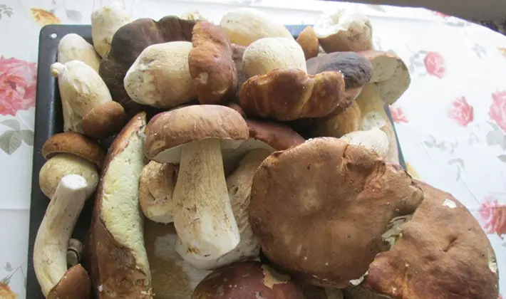 How to store porcini mushrooms after harvest and for the winter