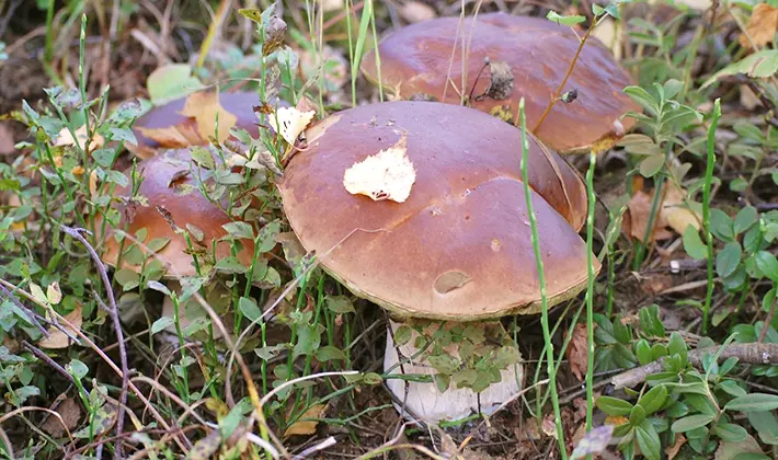 How to store porcini mushrooms after harvest and for the winter