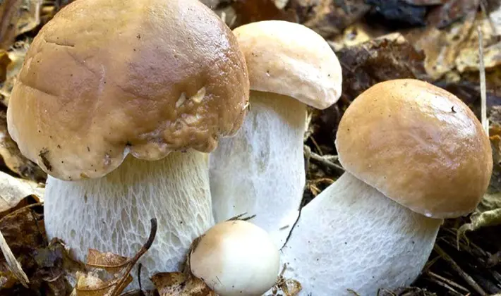 How to store porcini mushrooms after harvest and for the winter