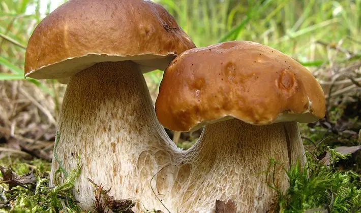 How to store porcini mushrooms after harvest and for the winter