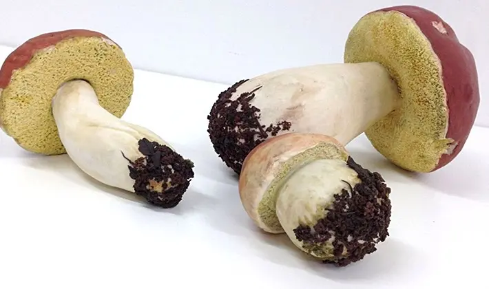 How to store porcini mushrooms after harvest and for the winter