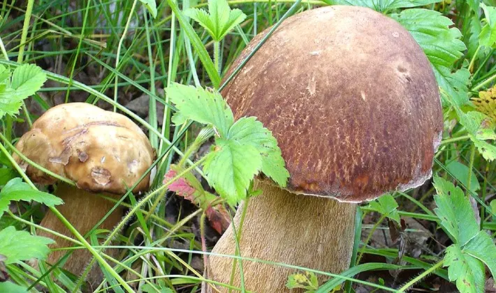 How to store porcini mushrooms after harvest and for the winter