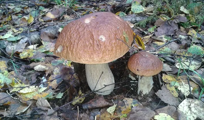 How to store porcini mushrooms after harvest and for the winter