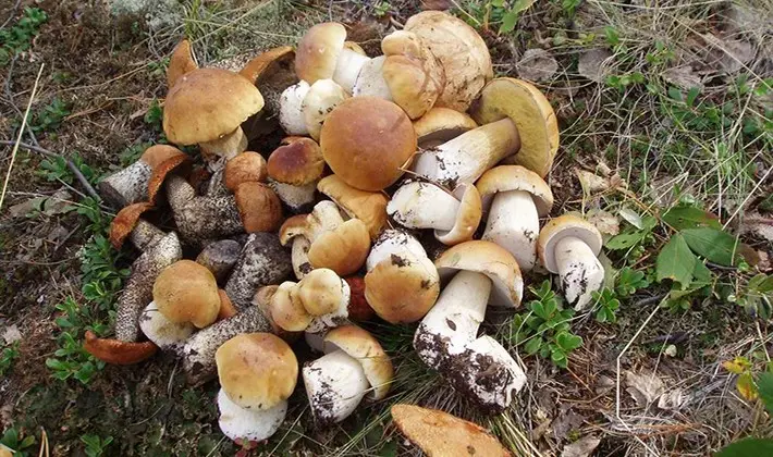 How to store porcini mushrooms after harvest and for the winter